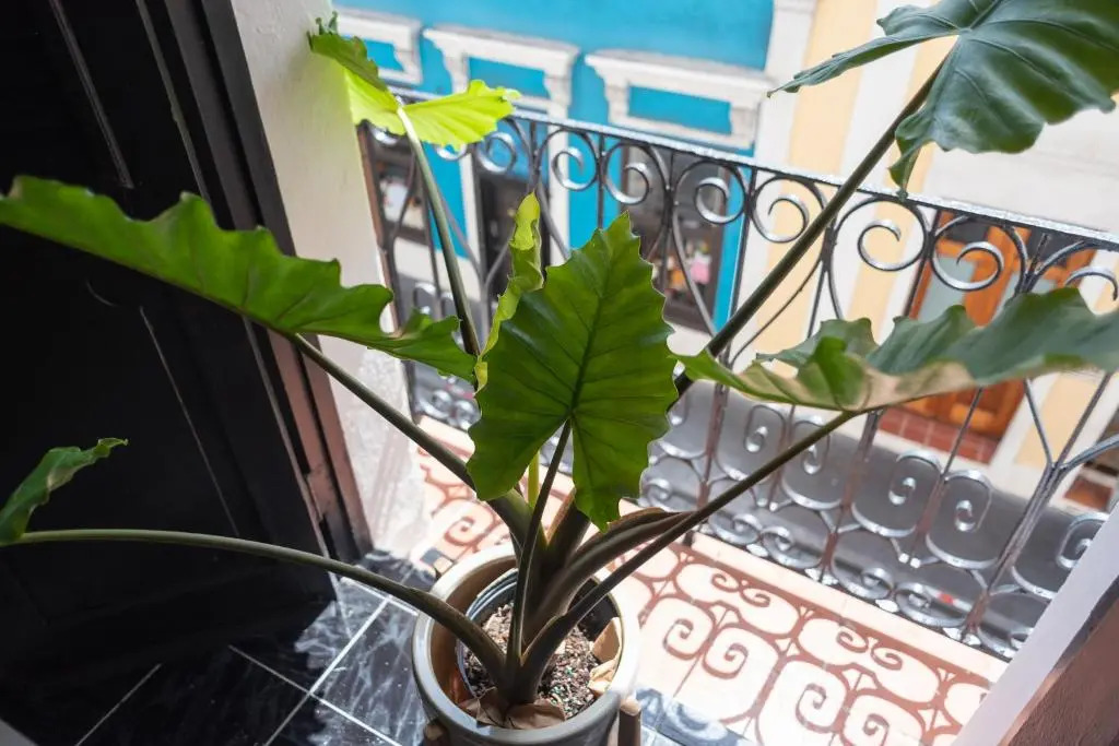 Fortel Hostel