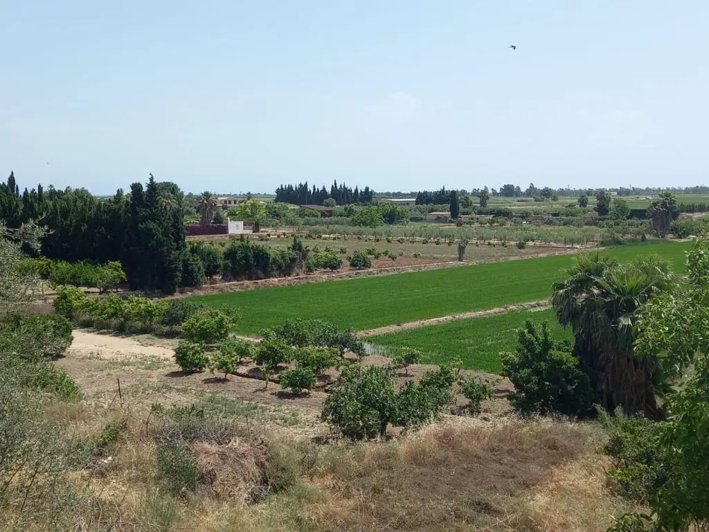 LHortet del iaio
