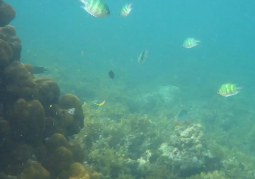 Blue Cove Island Resort