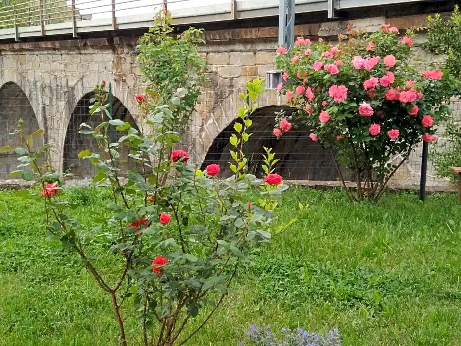Alle rose barcolane