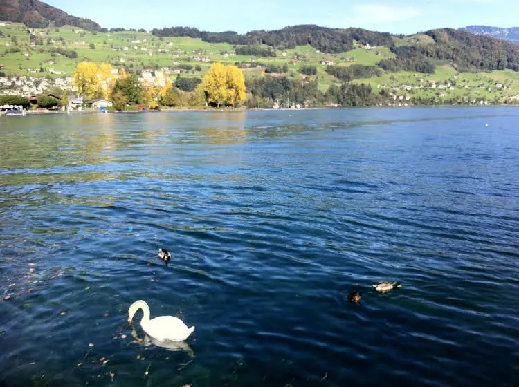 Rigiblick am See