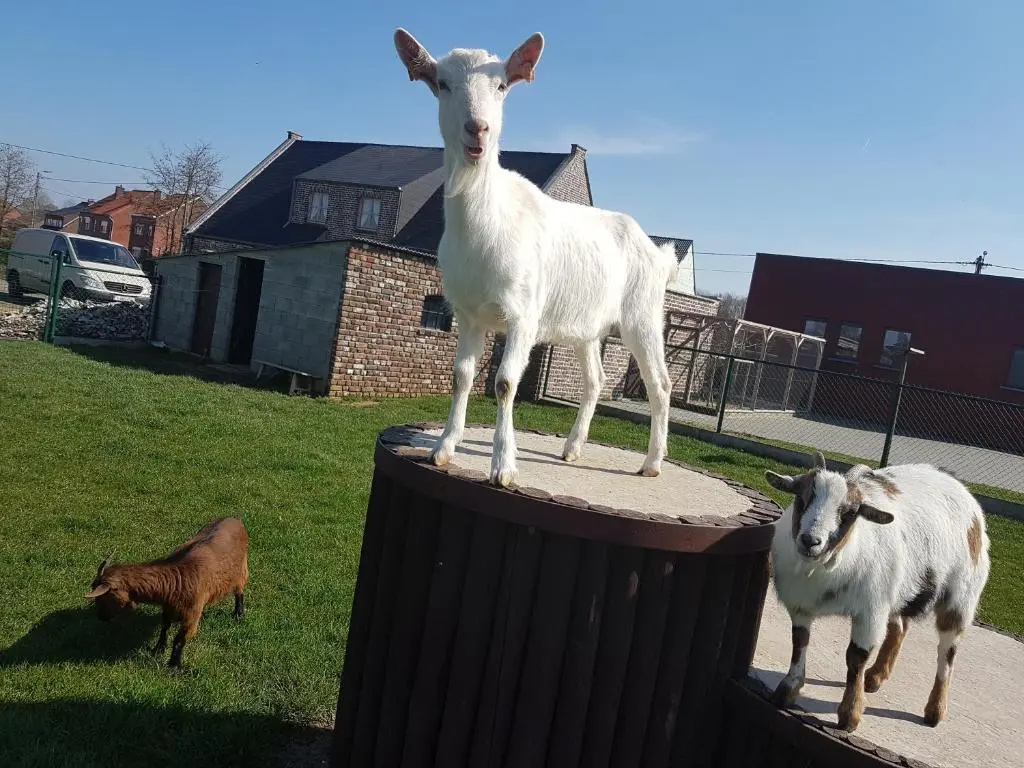 Vakantiewoning De Schuur Tienen