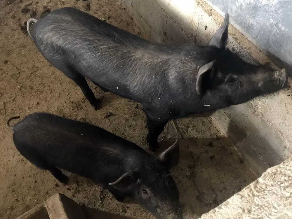 Agriturismo Miracco Atanasio Franco "Il Maniero"