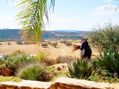 Sharish - Monte Das Estevas