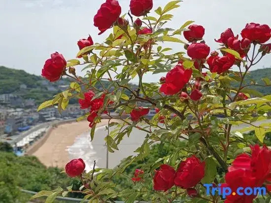 Shengsi 25 degree sea boutique homesta