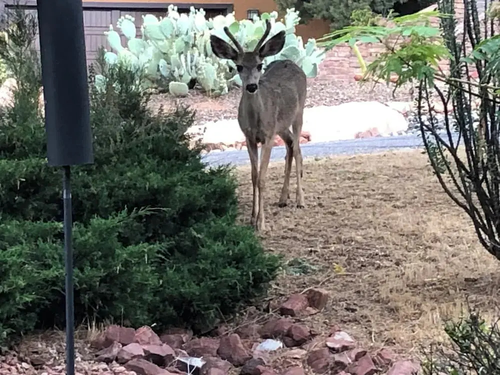 Sedona Quail Haven