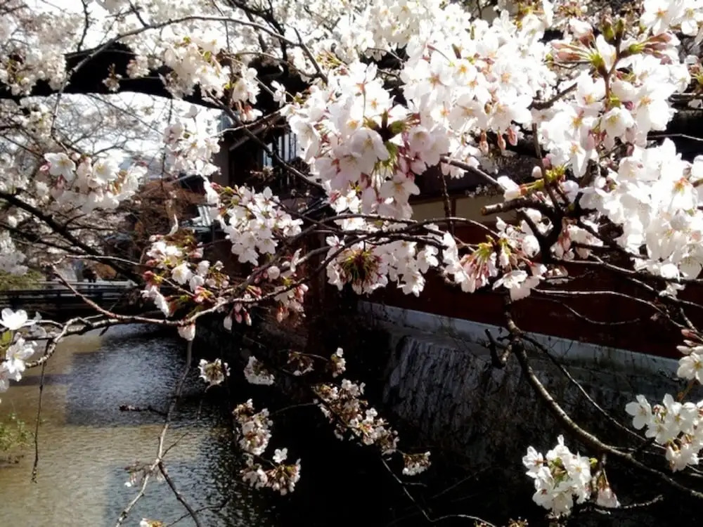 Kyoto Shirakawa Kiraku Inn