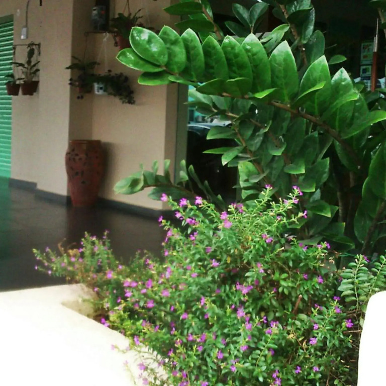 The Fern Lodge Hotel