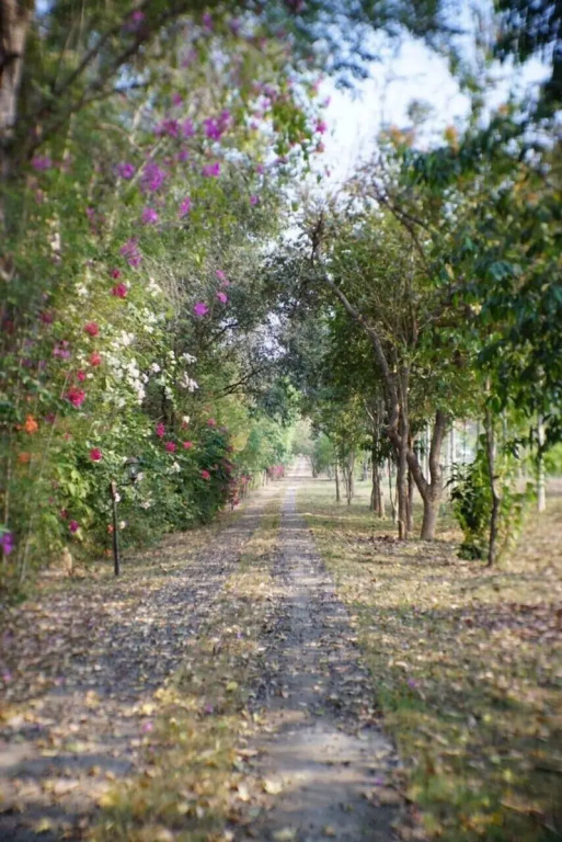 Suan Phueng Pa Wai Resort