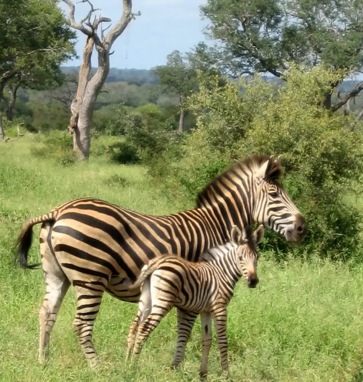 Two Bedroomed Bush-tent on the Klaserie River, With Free Lion Hyena Sounds