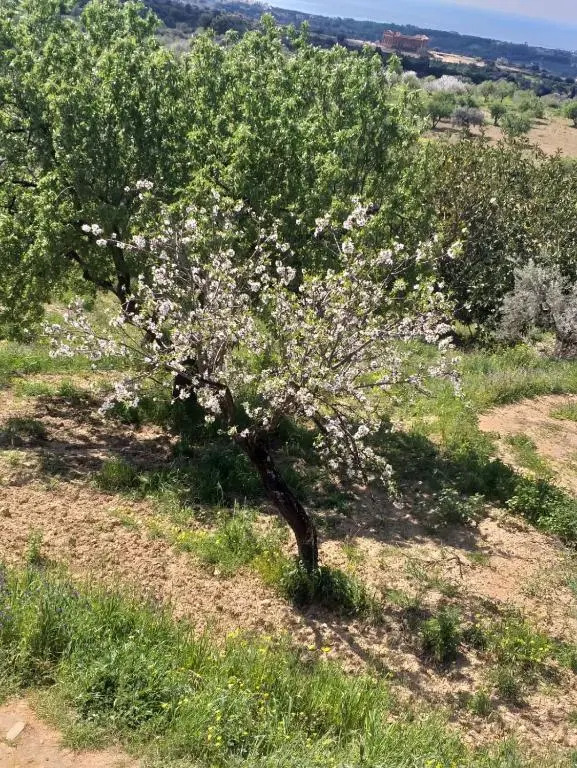La casa di Adina