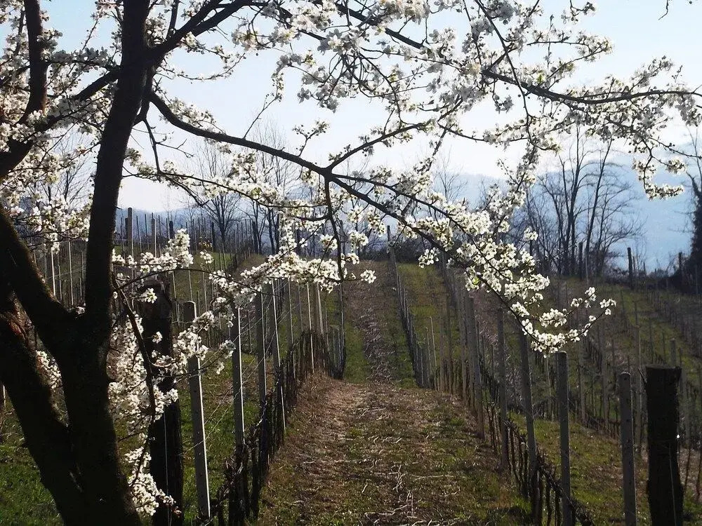 Agriturismo Podere Luciano
