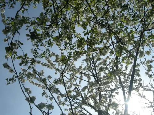 Het Groene Bed