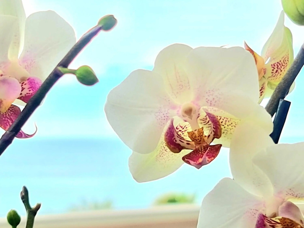 SunRise Sea Views Eco Apartment With Swimming Pool