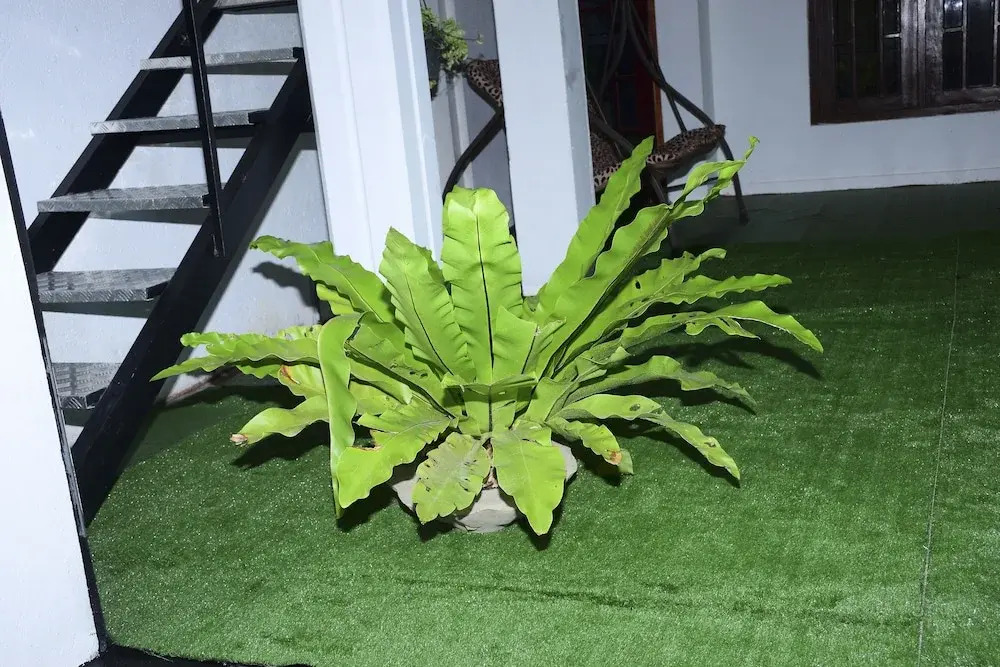 Elsy Villa Negombo