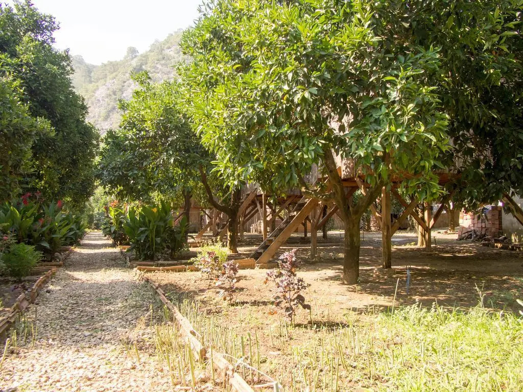 Saban Tree Houses