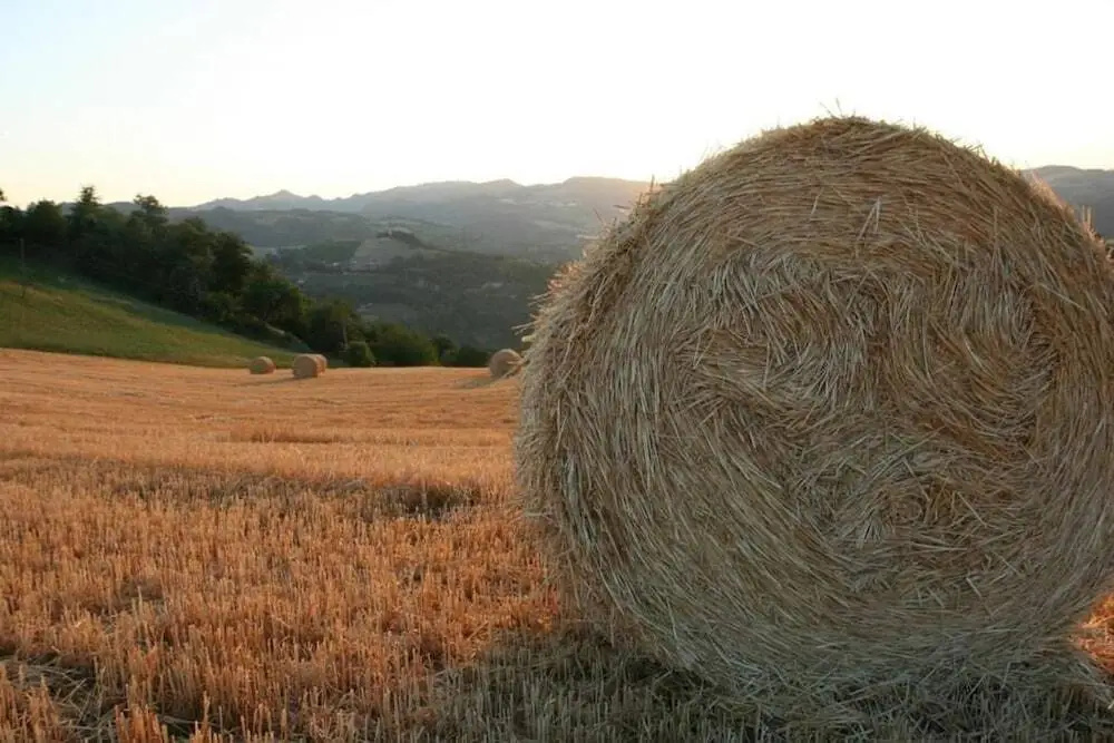 Re Piano appartamento Le Rondini