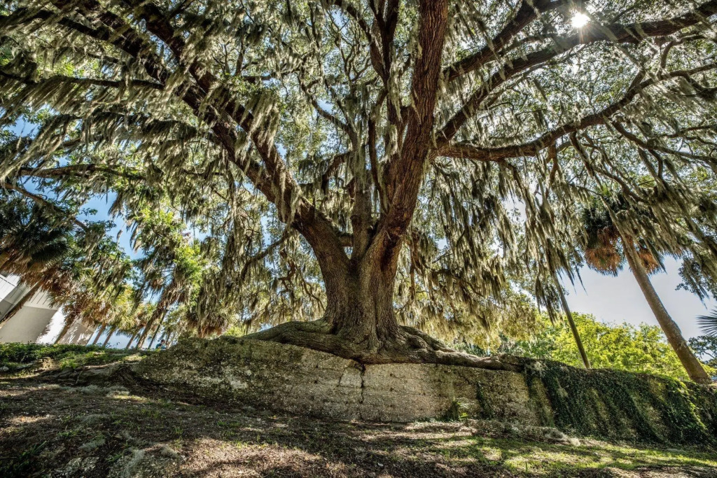 Oaks on the River