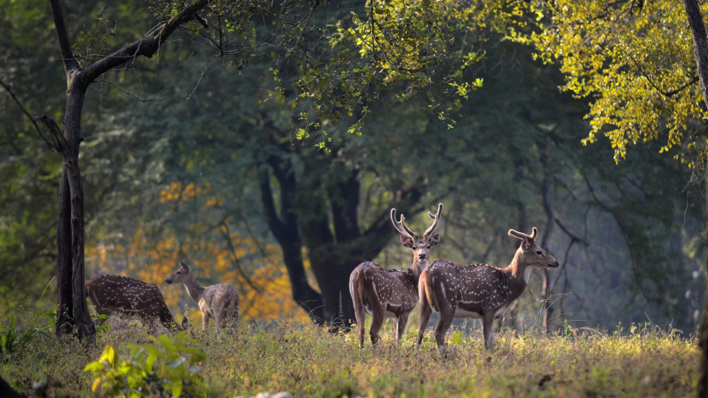 Pugdundee Safaris - Kanha Earth Lodge