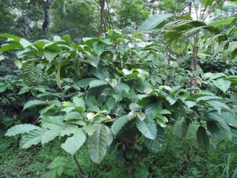 Spice Garden Farm House