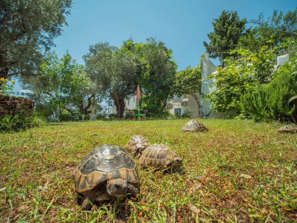 The Turtles Garden