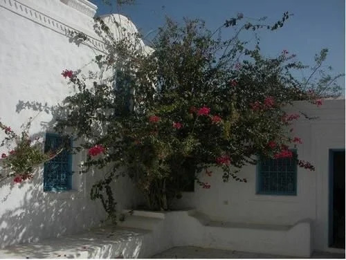 Dar Zina