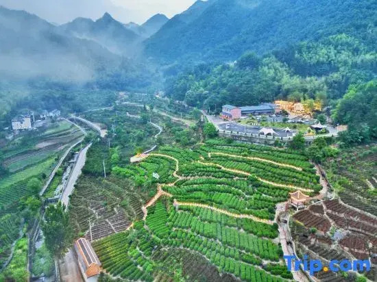 Zhuxi Tea Garden · Homestay