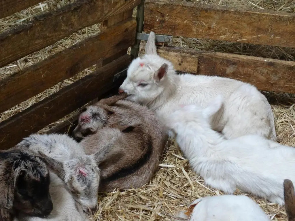 FERME DU CAROIRE