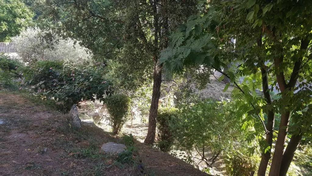 Chiapatella