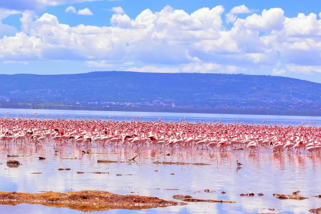 Lake Nakuru Lodge
