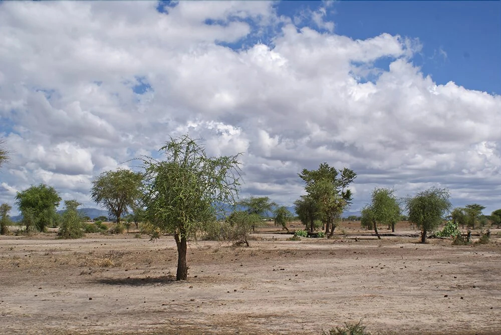 Whistling Thorn Tented Camp