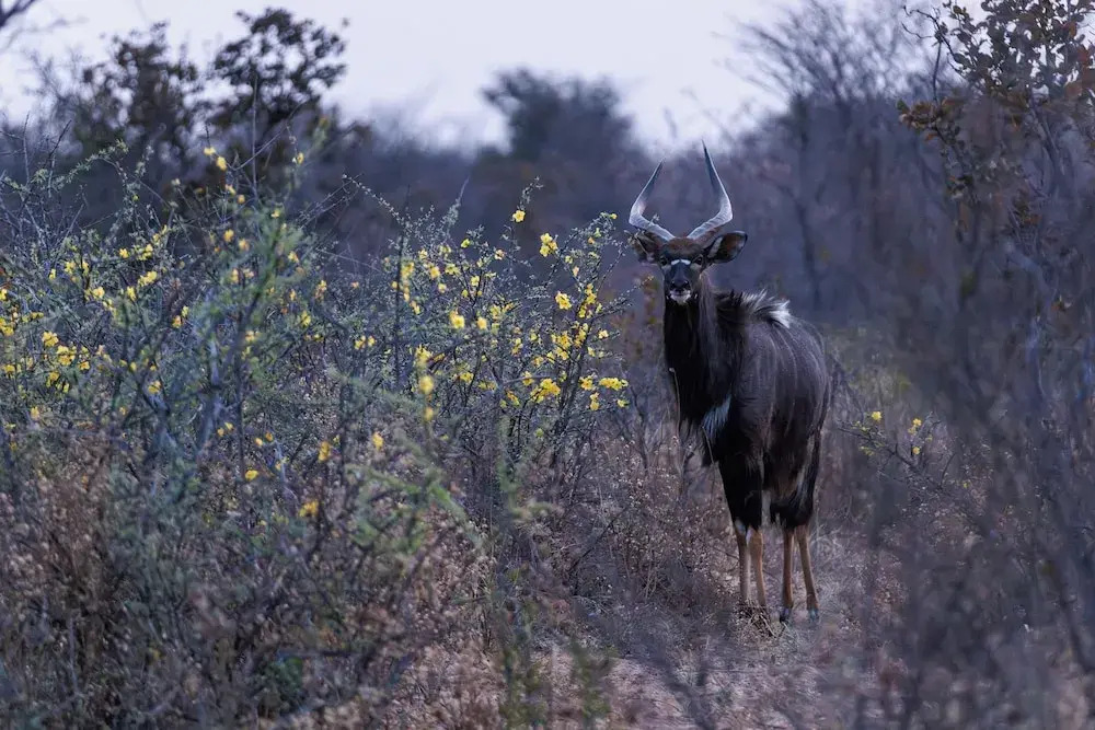 Shumbalala Game Lodge Botswana