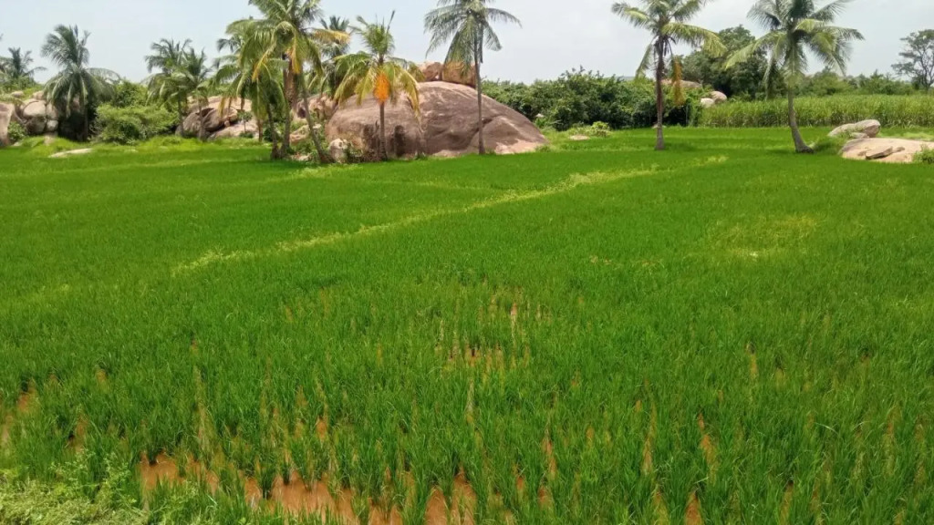 Gopi Plantation Homestay