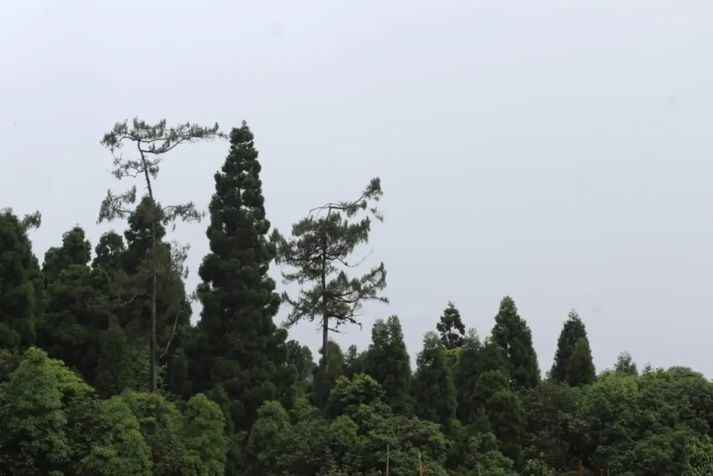 Cypress Homestay