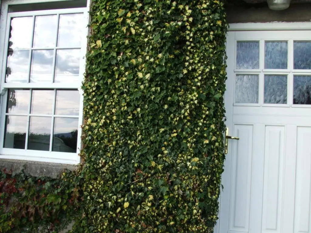 Ivy House Holiday Home