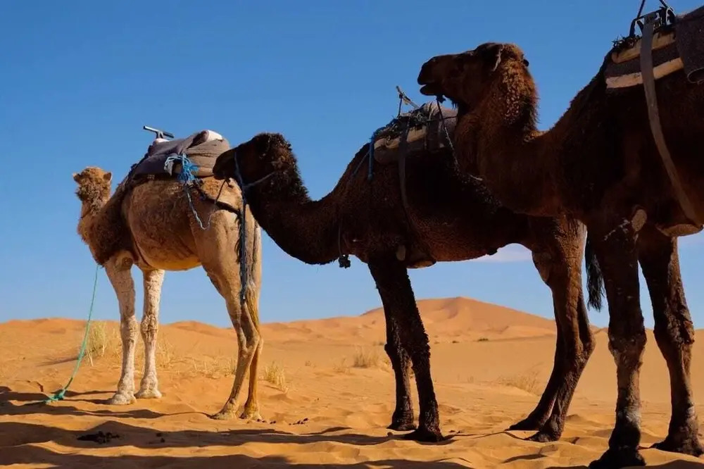 Erg Chebbi Camp
