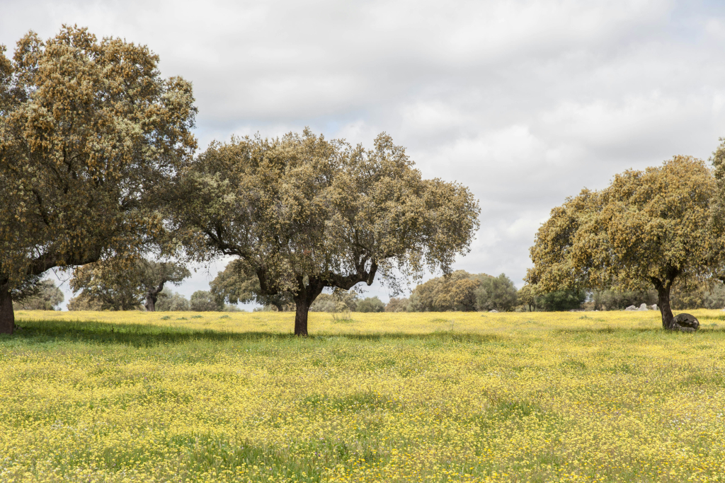 São Lourenço do Barrocal