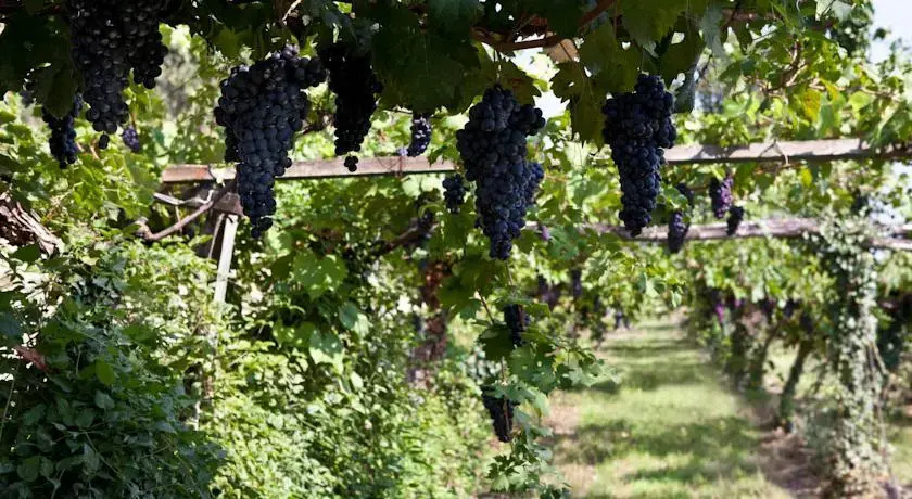 Cà Delle Vigne