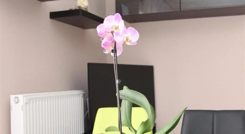 Dorina Wellness Apartman