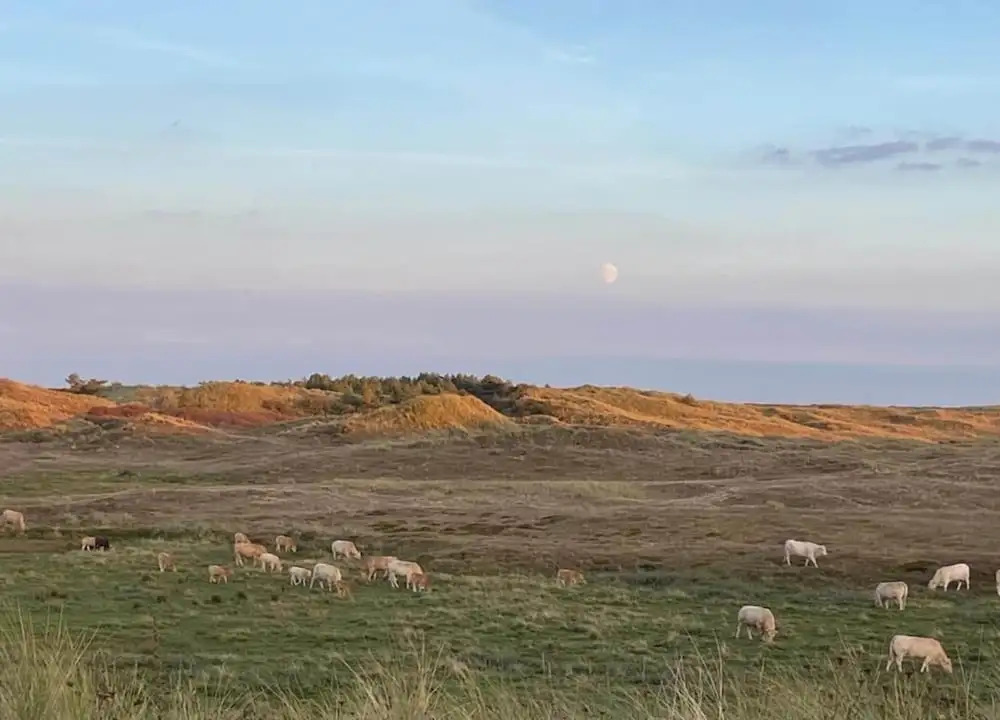 Holiday Home Near Dutch Beach and Dunes