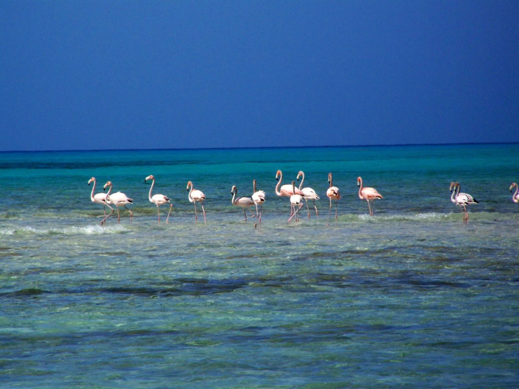 Stella Maris Resort Club