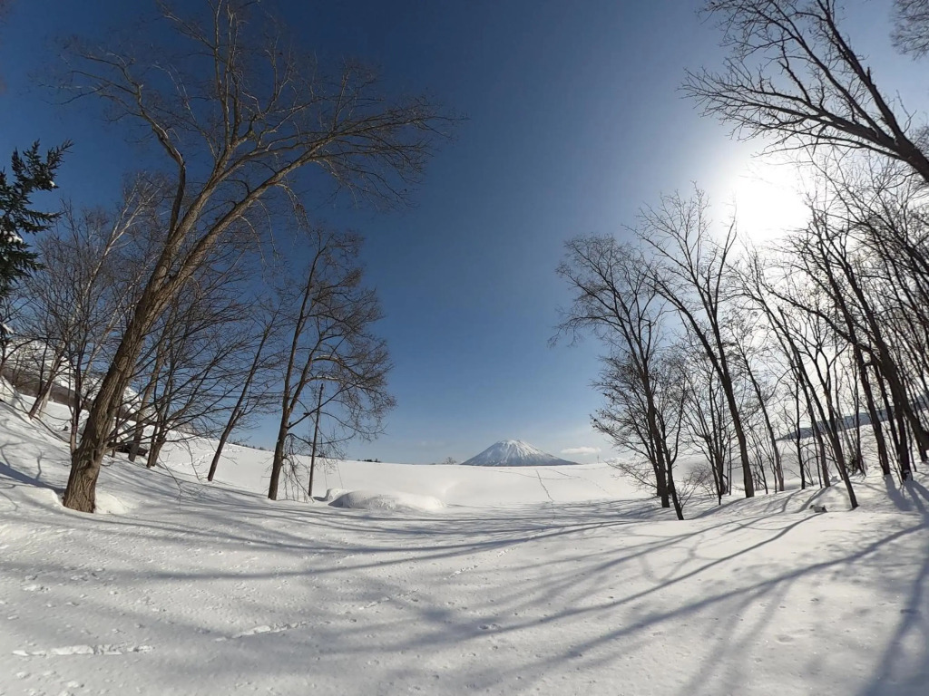 Tree Shell Niseko