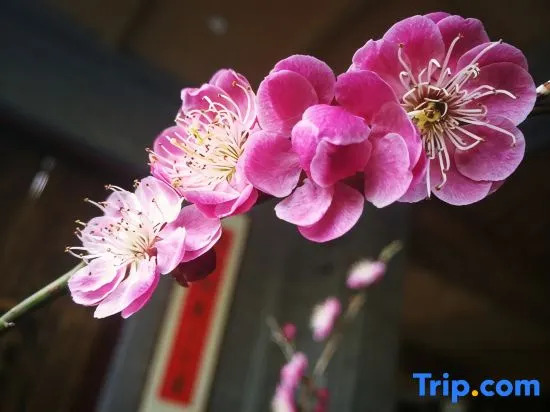 Tianmushan Chengjing Homestay
