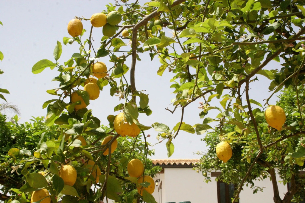 Terra Dei Limoni