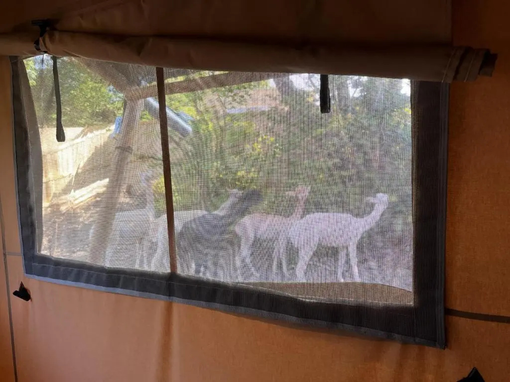 Lion King Safari Tent
