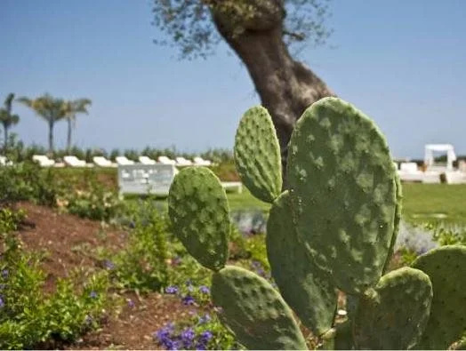 Masseria Bucadue - Maison dhôtes