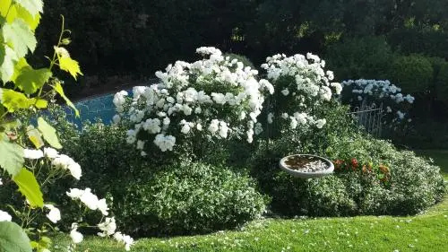 Three Oaks