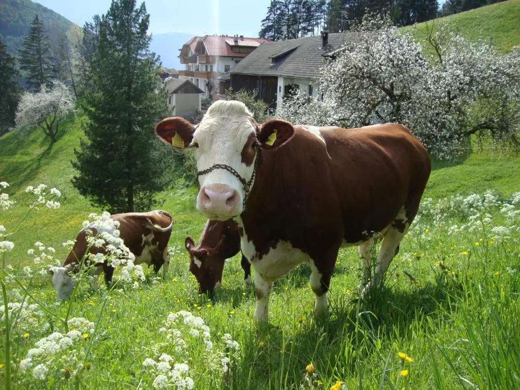 Thalerhof