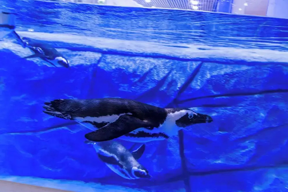 Haichang Penguin Wassim Hotel