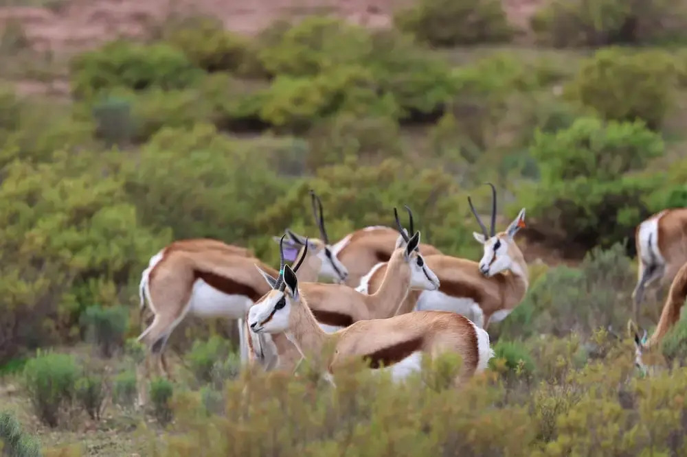Goats Window Luxury Safari Lodge Self-Catering Collection